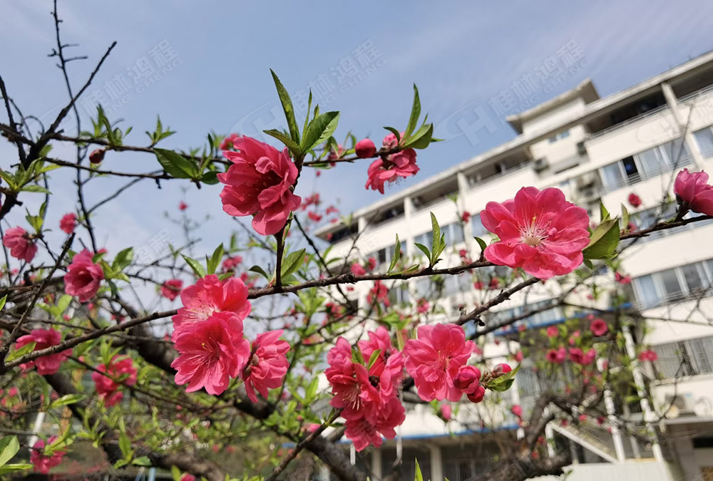 桂林鴻程花團(tuán)錦簇，滿園春色，邀您一起共賞春景，共商大計(jì)！